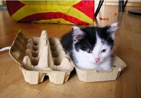 Funny cats - cat, Astonishment, Milota Two Cats