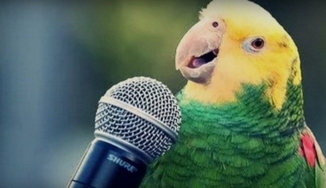 The parrot that pulls the chorus is better than some people at the Karaoke bar - , Chandelier, Video