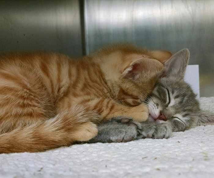 So we fell asleep - cat, Kittens, Dream