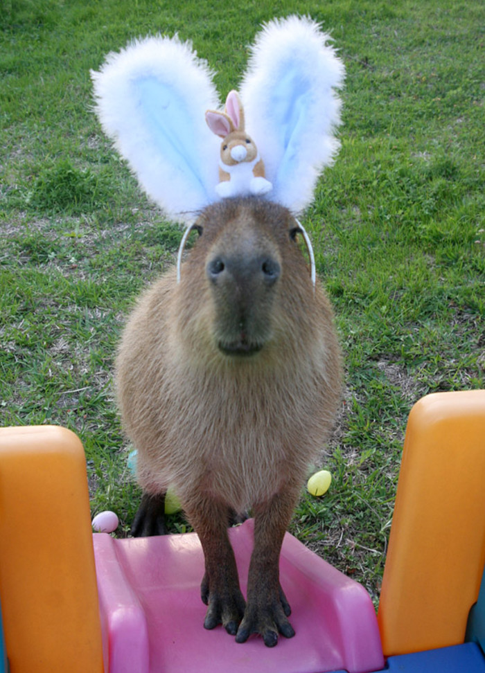 Nothing unusual - Paws, The photo, Capybara