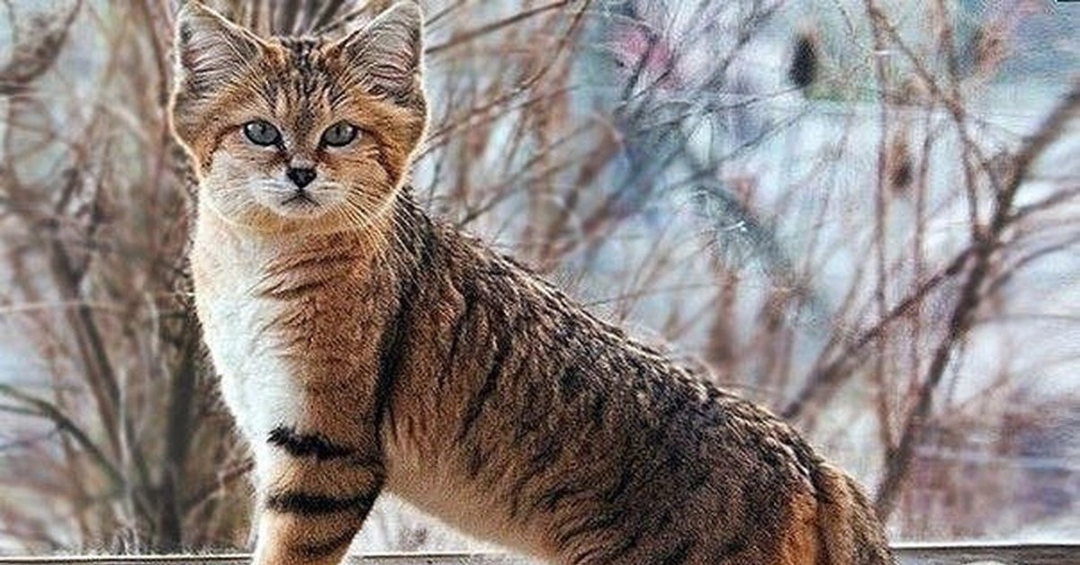 Барханний кіт фото