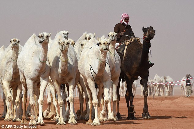 Meanwhile in Saudi Arabia... - Camels, Saudi Arabia, Botox, Beauty contest, Longpost