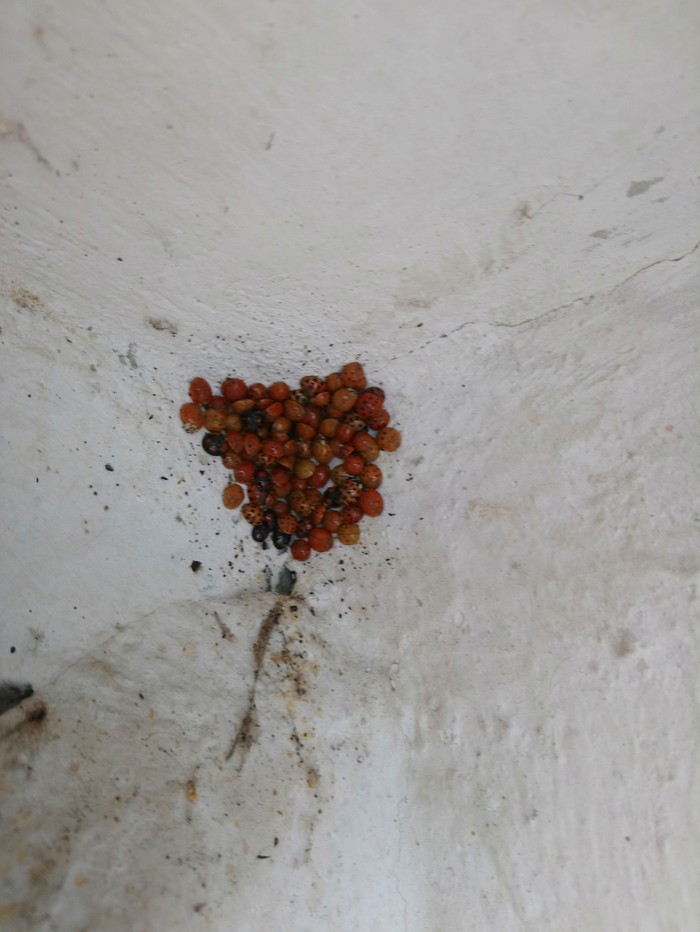 Ladybug wintering - My, ladybug, Wintering