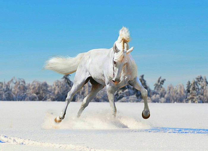 Well, a very graceful horse. - Horses, , Horse