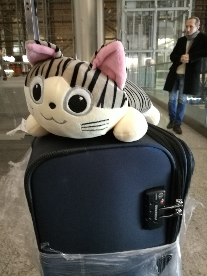 A cat that flew 22,000 km in an airplane in China with sweets)) The cat is happy)) - My, cat, Plush, Longpost
