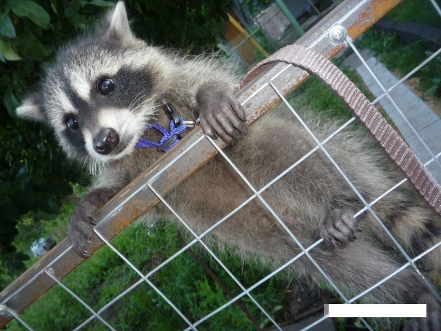 One life of one raccoon - My, Raccoon, Friend, Animals, Story, Longpost