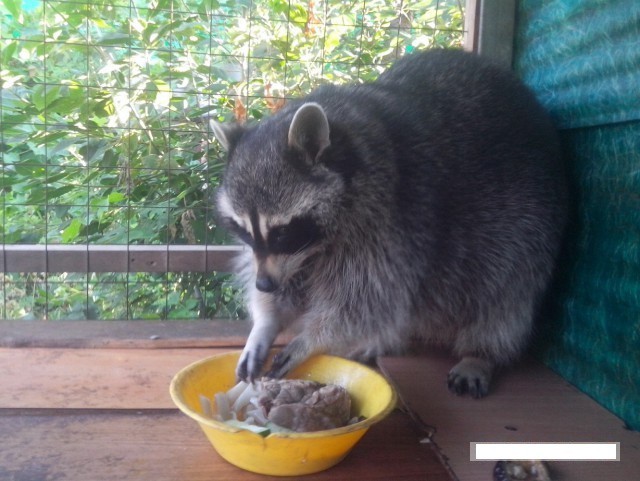 One life of one raccoon - My, Raccoon, Friend, Animals, Story, Longpost