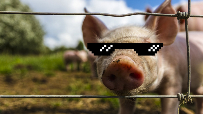 Chase and detention of a particularly dangerous pig! - USA, Humor, Animals, Funny animals, Police, Погоня, , Longpost