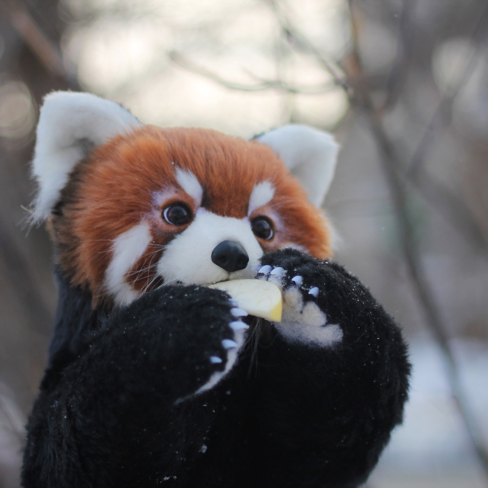 Red panda [toy] - My, Needlework without process, Author's toy, Handmade, Red panda, Nature, Longpost