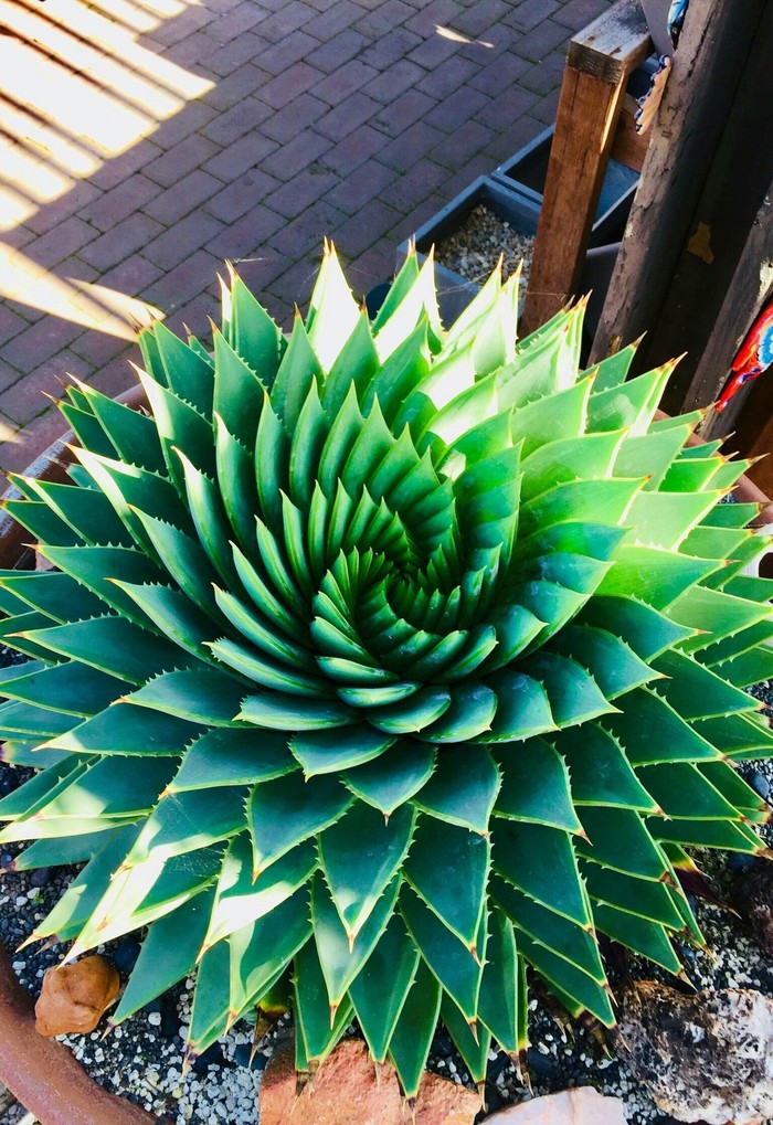 Aloe - Aloe, Fibonacci spiral