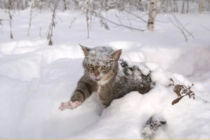 Here's a cat - cat, Snow, Cold