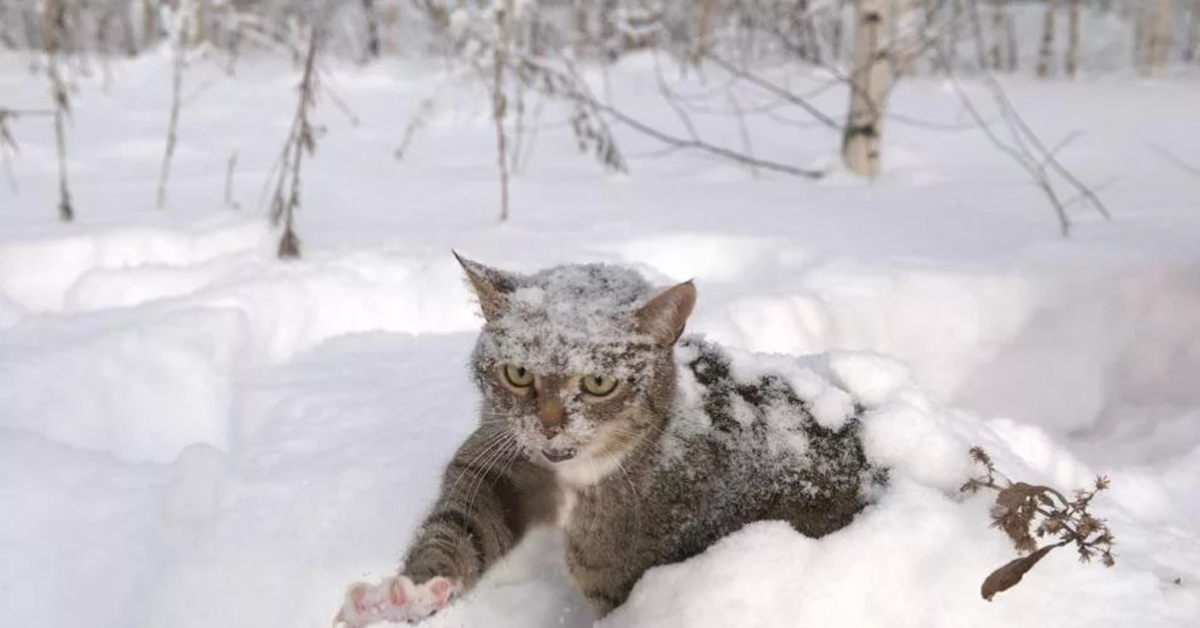 Снег весной картинки прикольные. Кот в сугробе. Мартовский кот. Кот в снегу юмор. Приколы про мартовских котов.
