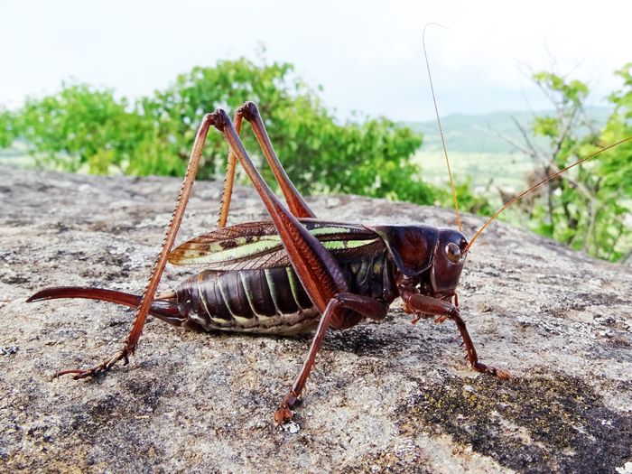 Macroworld of Primorsky Krai - part 1. - My, , Insects, Primorsky Krai, Oktyabrsky District, Longpost, Macro photography