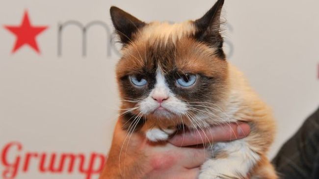 Gloomy cat Grumpy Cat sued 700 thousand dollars for violation of rights. - cat, Money, news, Longpost, Court, Justice