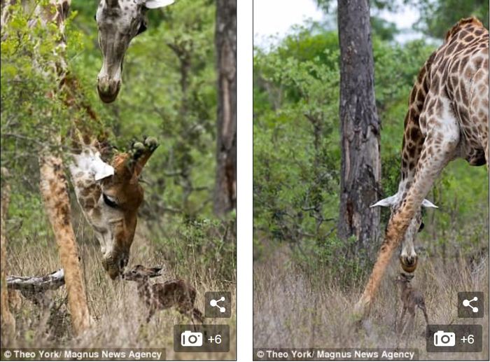 Newborn impala mistook giraffes for parents - Giraffe, Antelope, Impala, Parents, Video