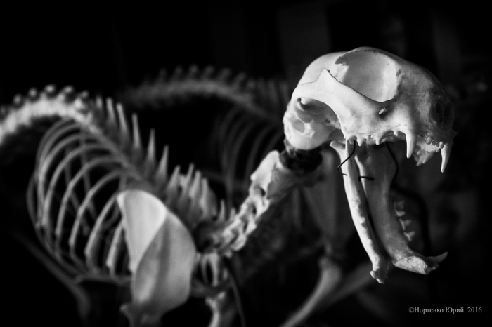 Dinosaur - Exhibit, Museum, Black and white photo, Biology, My, My, The photo