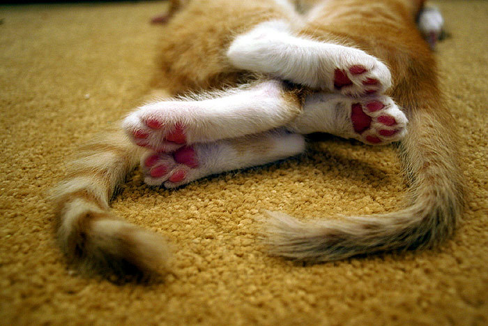 Four paws, two tails - cat, Milota, Paws, I have paws