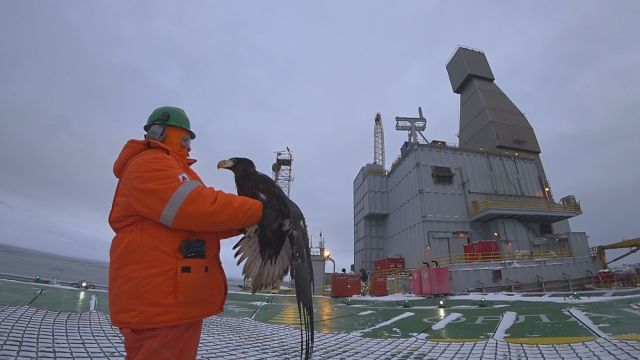 A unique operation to save the Steller's sea eagle was carried out by employees of Exxon Neftegaz Limited on Sakhalin - Sakhalin, Nogliki, Eagle, Oil workers, Drilling, Oil, Shelf, The rescue, Longpost