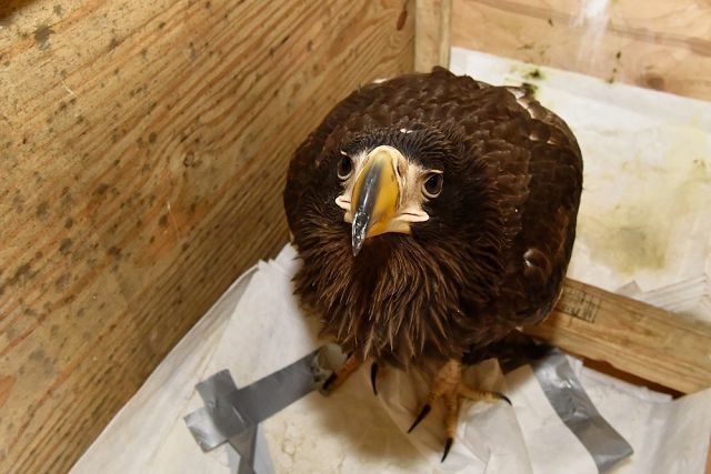 A unique operation to save the Steller's sea eagle was carried out by employees of Exxon Neftegaz Limited on Sakhalin - Sakhalin, Nogliki, Eagle, Oil workers, Drilling, Oil, Shelf, The rescue, Longpost