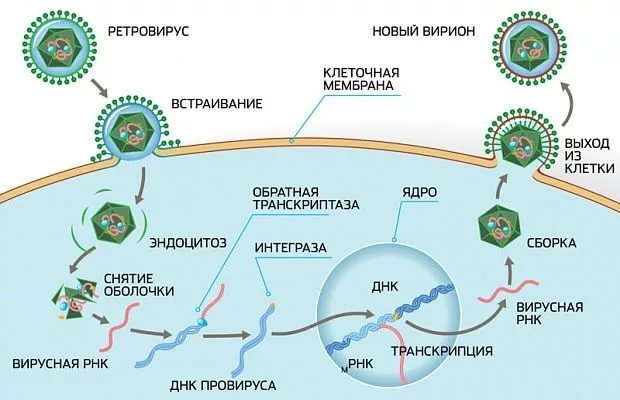 Самое железное доказательство эволюции - Эволюция, Эволюция человека, ДНК, Ретровирус, Биология, Длиннопост