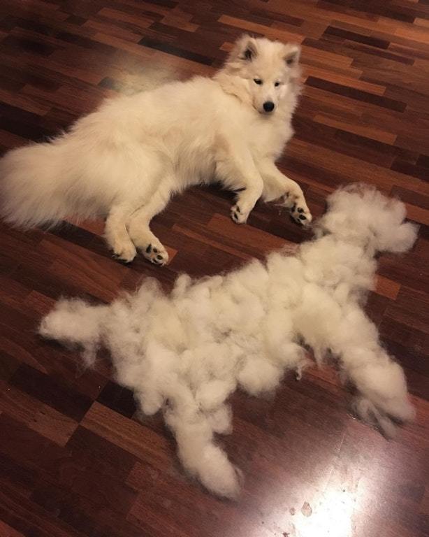 Making an exact copy - Samoyed, , Dog, Cloning, Scratching, Wool