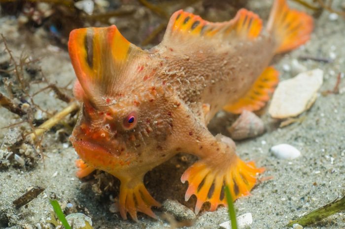 Found the second population of the rarest fish - , , Tasmania, Marine Biology, Video, Longpost