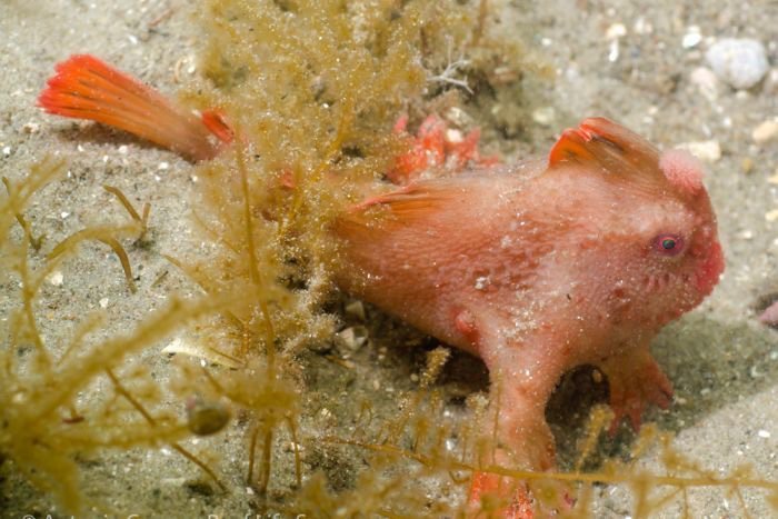 Found the second population of the rarest fish - , , Tasmania, Marine Biology, Video, Longpost