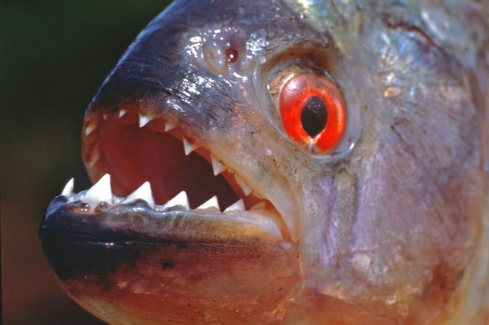 Predatory fish or a good sense of humor) - My, Children, Subtle humor, Text