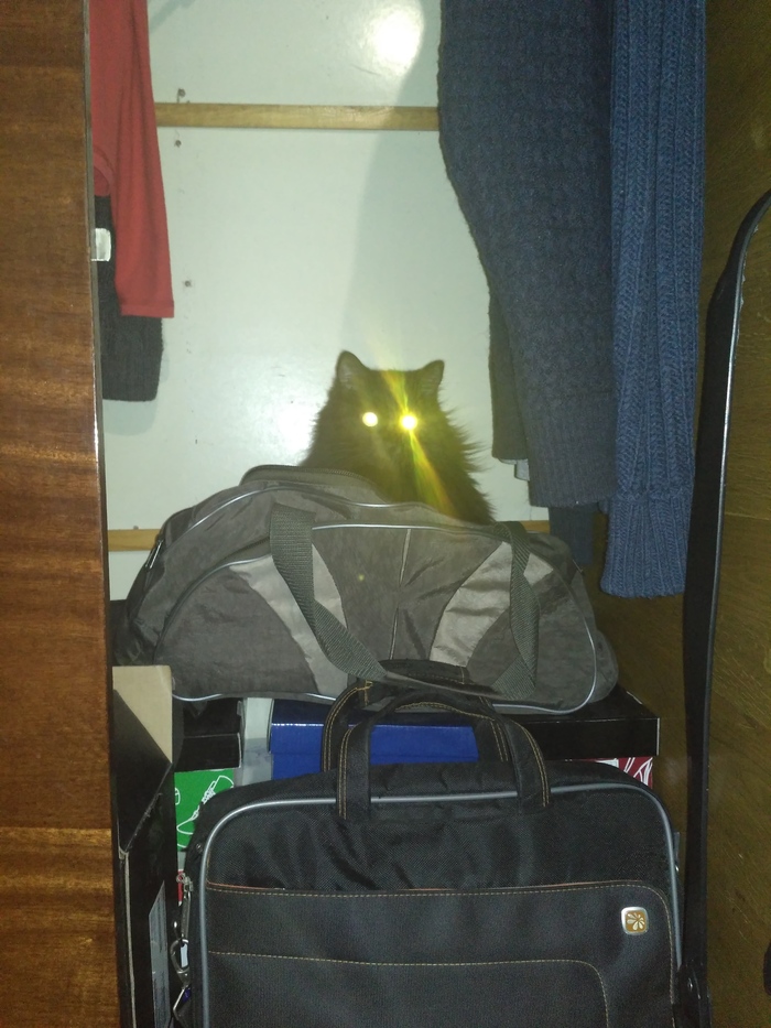 Cat in a bag - My, cat, Catomafia, My, Black cat, Humor, Eyes