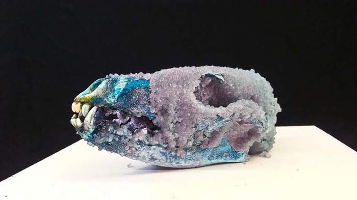 Crystallized coyote skull. - Paleontology, Fossils, Scull, Coyote, Opal, Crystallization, Crystals, Teeth, Longpost