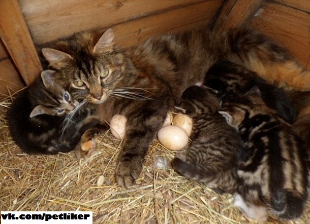 Nesting cat. - cat, Catomafia, Chicken coop