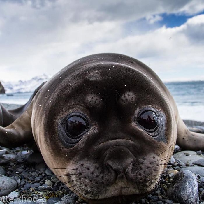 Harmony in everything - Fur seal, Nature