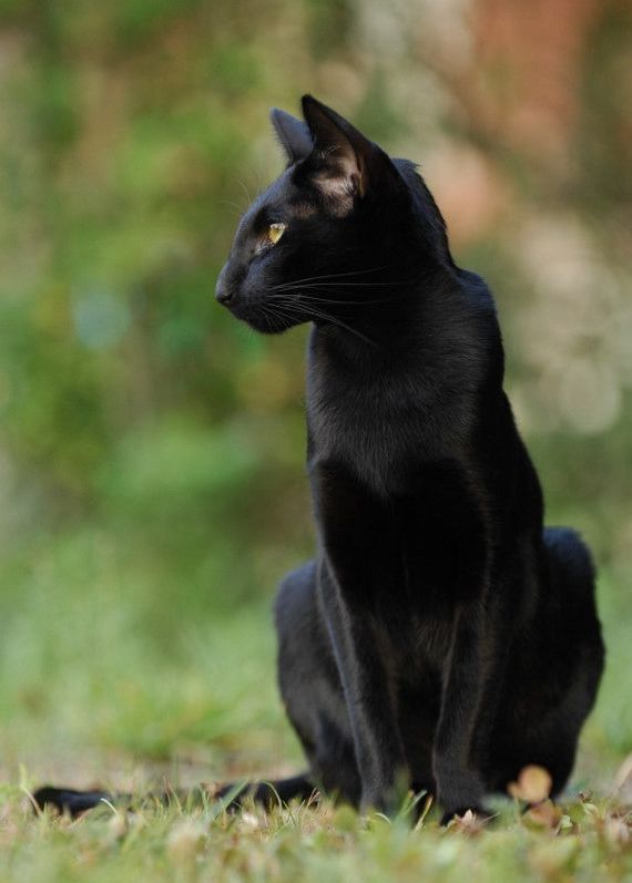 Shades of black - cat, Black, Longpost