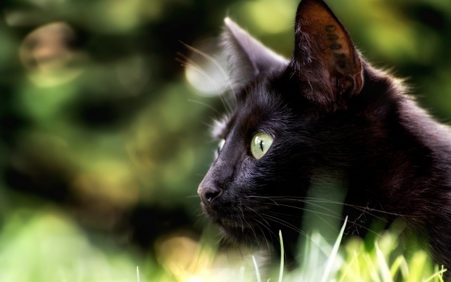 Shades of black - cat, Black, Longpost