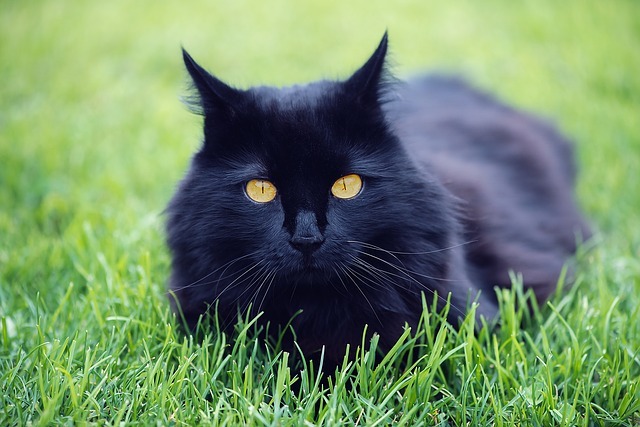 Shades of black - cat, Black, Longpost