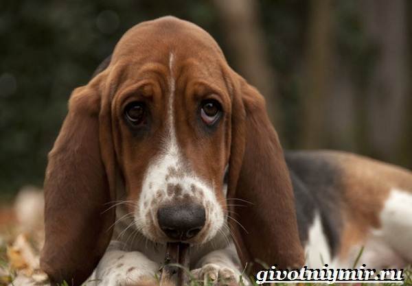 Grandma with a dog - Dog, Longtext, Longpost, Animals, Village, Basset Hound