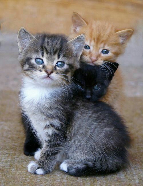 Little trio. - cat, Children, Fluffy