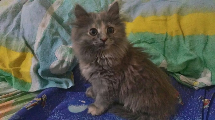 Kitten is looking for a home, Chelyabinsk - cat, In good hands, Siberian cat, Help, Helping animals