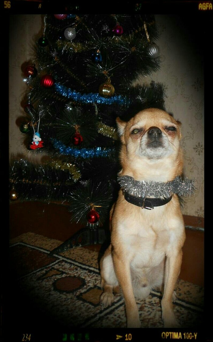 My dog ??and new year! - Chihuahua, Dog