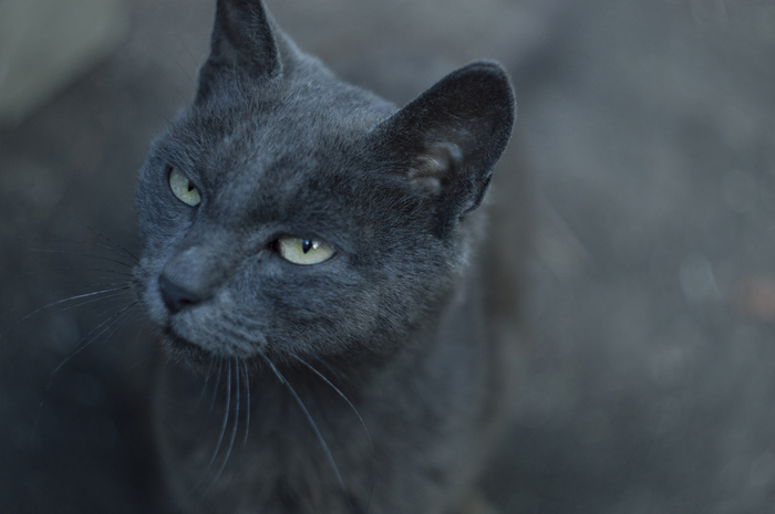 Kytsia - The photo, My, Grey, , cat