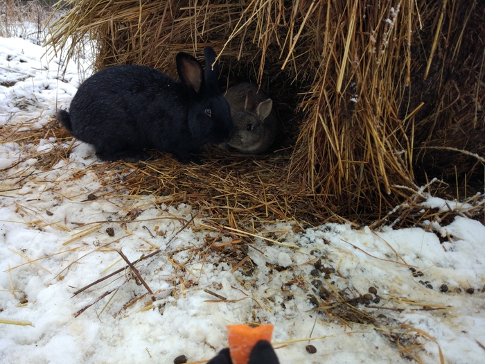 Pussies in Borodino - Animals, My, Longpost, Fluffy, Winter