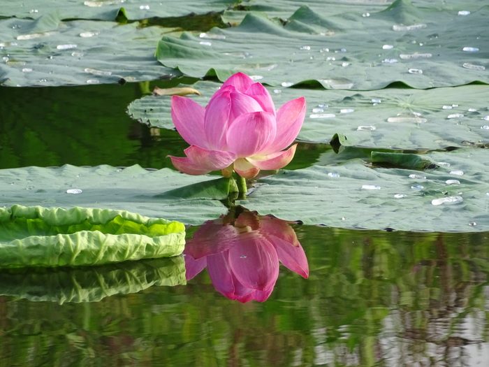 Pokrovsky lotuses. - My, Дальний Восток, Primorsky Krai, Oktyabrsky District, Pokrovka, Lotus, Longpost