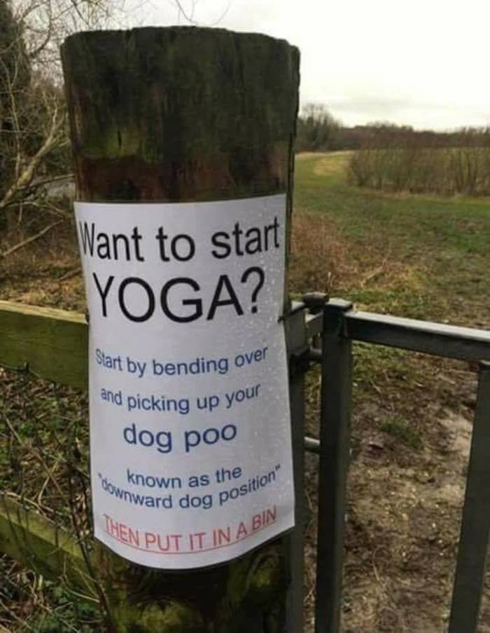 Want to start doing yoga? - Dog, Yoga, Exercises, Purity