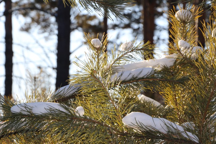 Winter forest - My, The photo, Nature, Forest