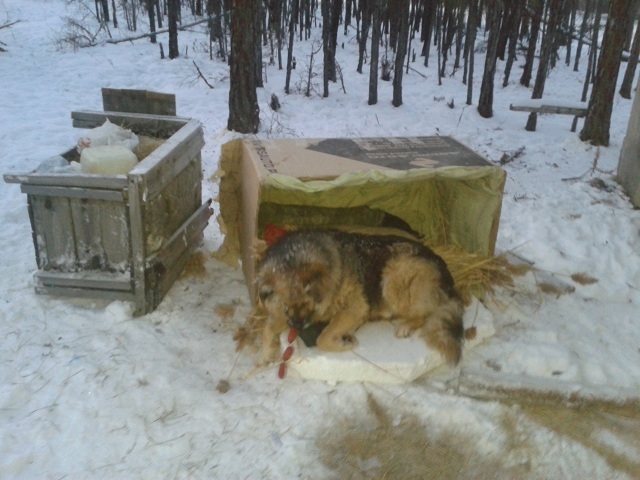 Betrayal, help, murder. - Yakutsk, Hachiko, Flailing, Homeless animals, Copy-paste, Longpost