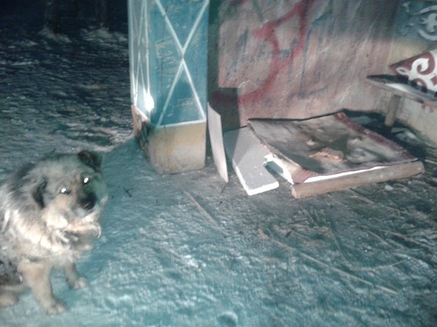 Betrayal, help, murder. - Yakutsk, Hachiko, Flailing, Homeless animals, Copy-paste, Longpost