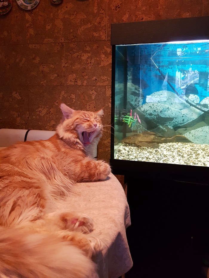 Everyone has their own TV... but movies are boring... - My, cat, Aquarium