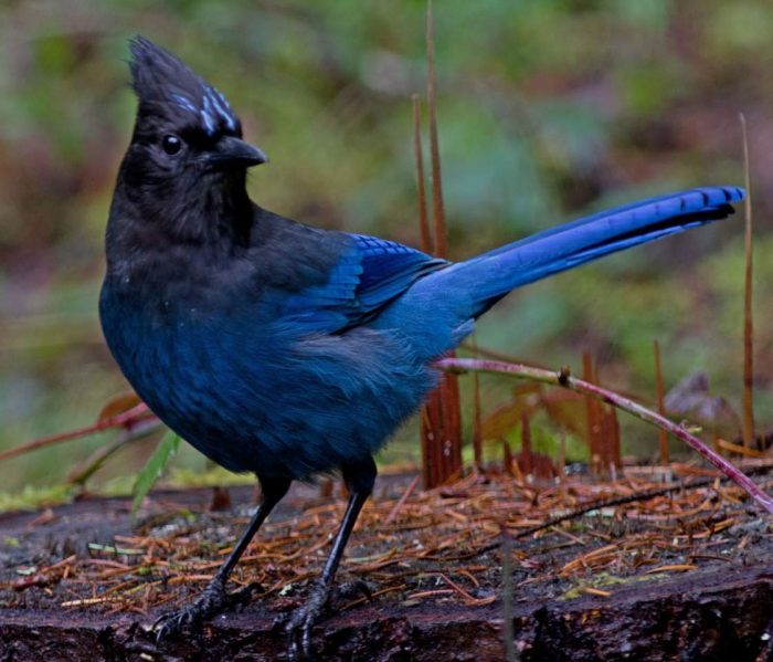 Jay. What are they? - Birds, Ornithology, Biology, Jay, Longpost