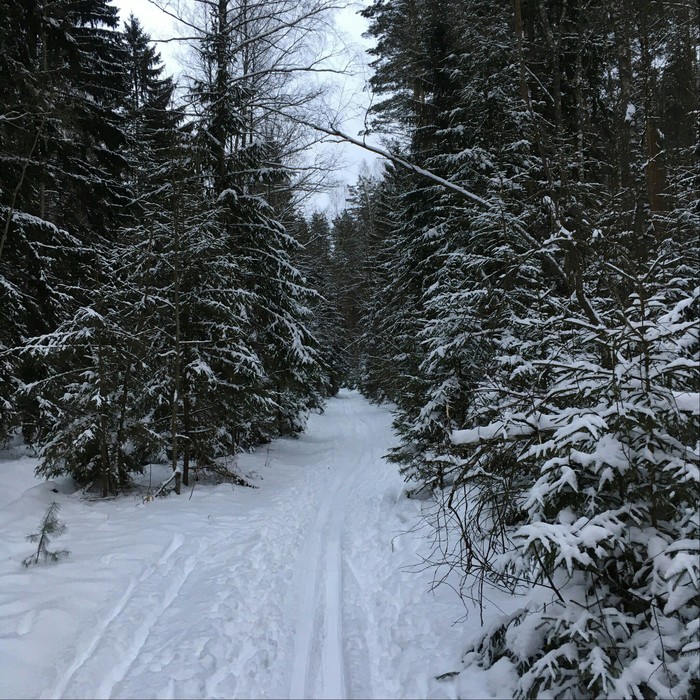 Bryansk forest. - My, Winter, Forest, Skis, Bryansk region, Snowball