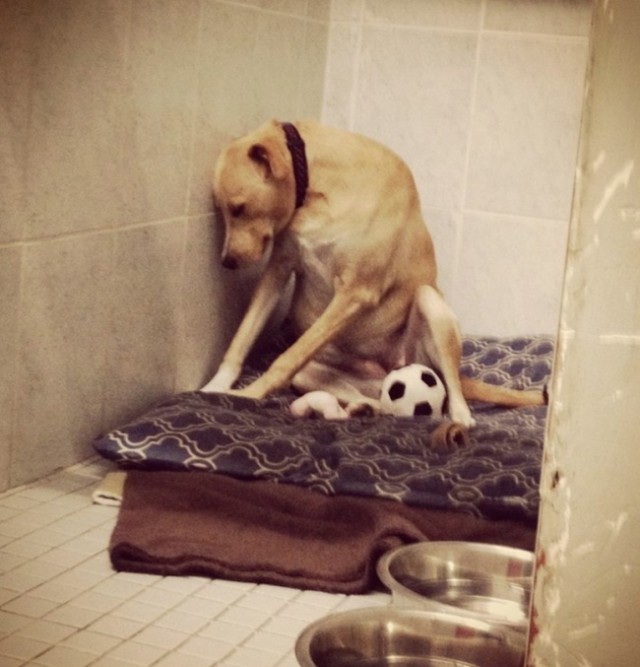 Heartless: a dog that was taken away and then returned to the shelter again - Why, Dog, , Shelter